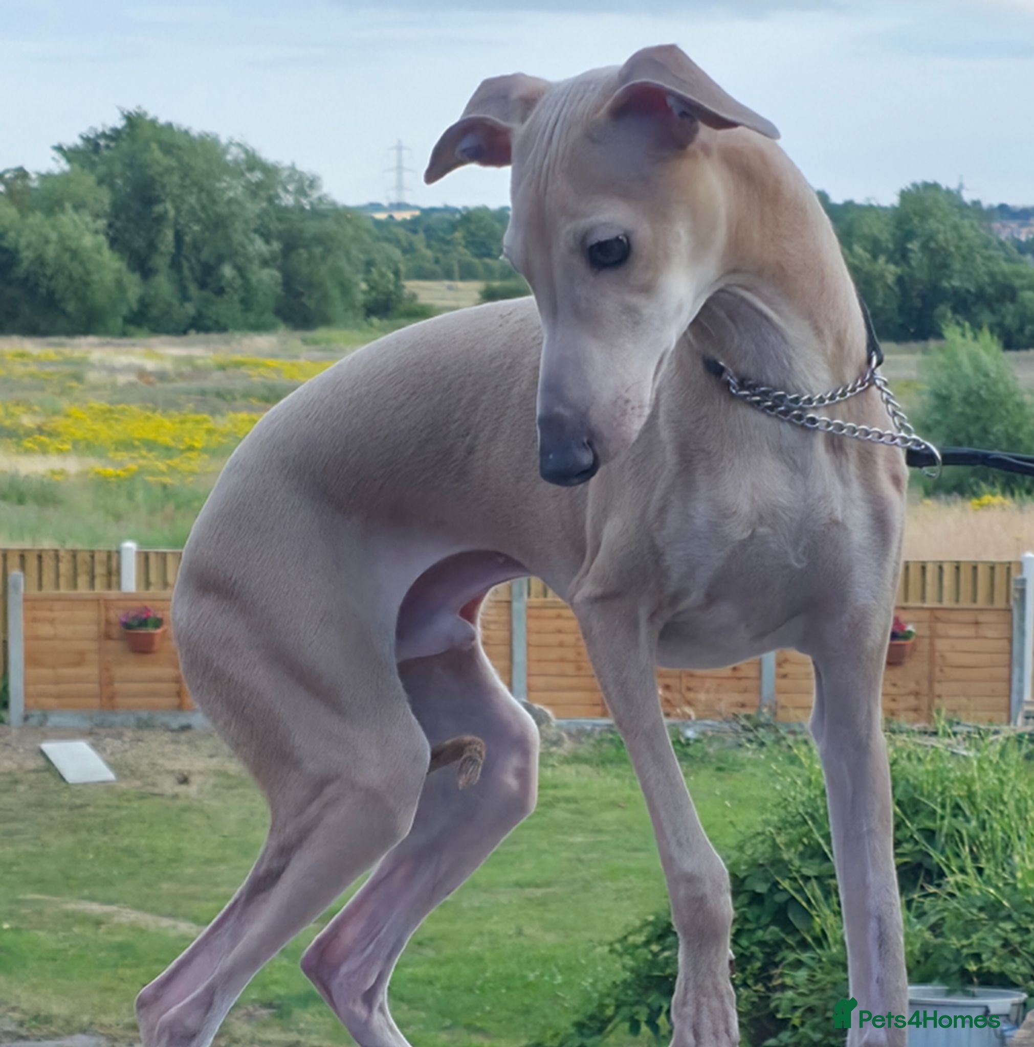 Italian Greyhound dogs Kennel Club Reg. Ready Now 26 July - Advert 12