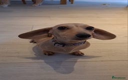 Dachshund dogs for sale: Cream miniature dachshund girl - Image 6
