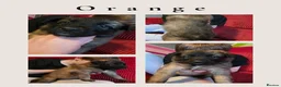 Mixed Breed dogs for sale: GSD/Malinois Crosses - Advert 5