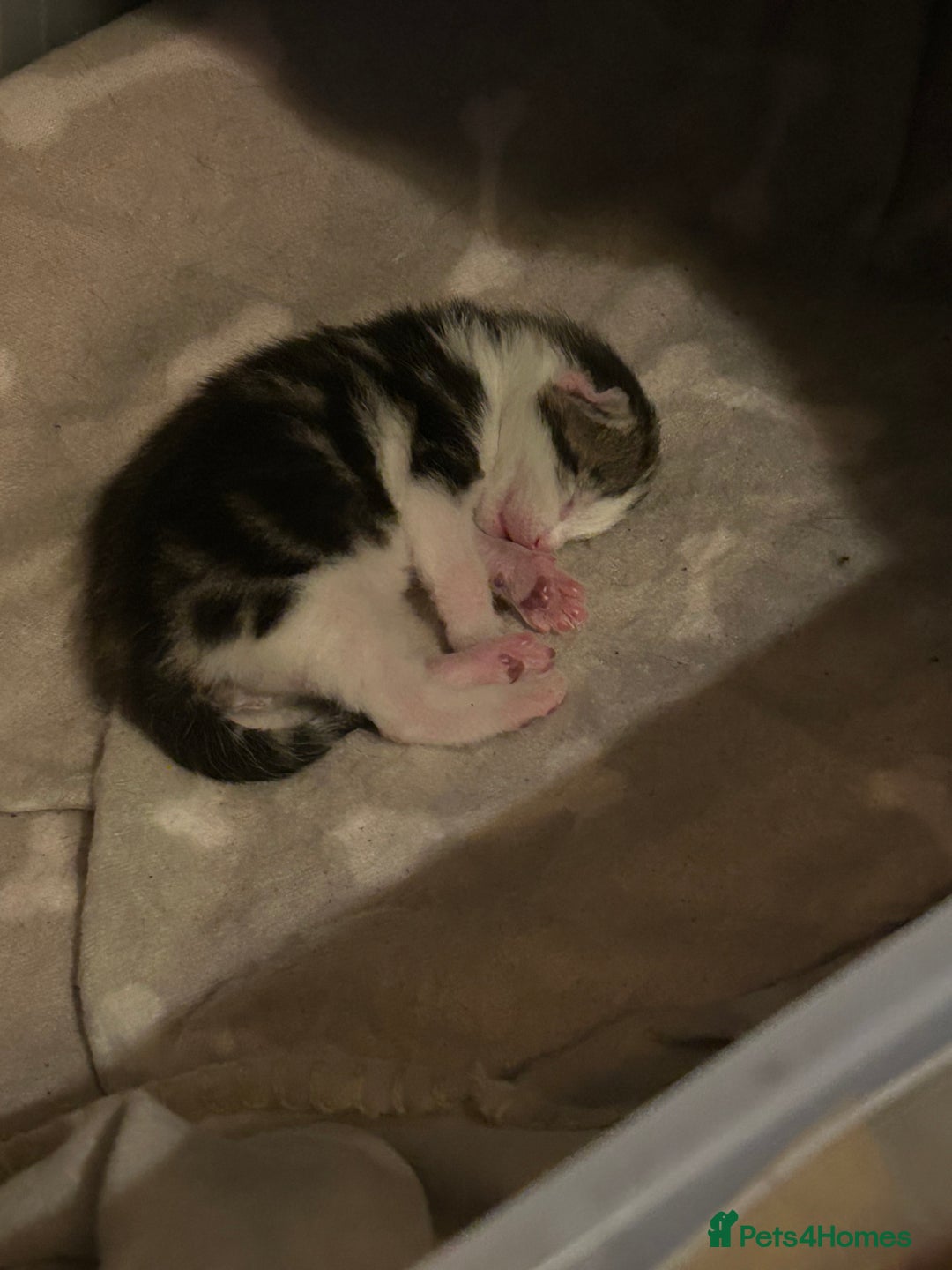 Bengal cats for sale: Boy bengul kitten 2weeks 5 days old - Image 4