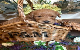 Mini Goldendoodle dogs for sale: Health tested Minature dark red/golden doodles  - Image 30
