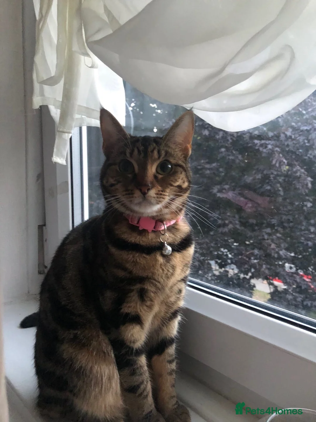 British Shorthair cats for sale: Beautiful tabby female called Tinkerbell  - Advert 2