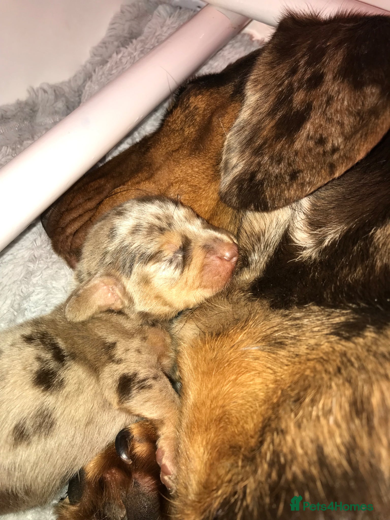 Miniature Dachshund dogs Beautiful miniature dachshund babies  - Advert 2