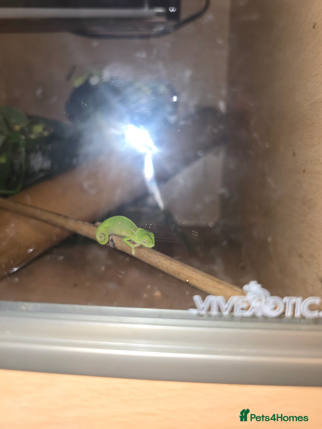 Chameleon reptiles for sale: veiled chameleon - Advert 9