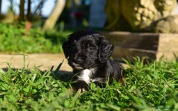 Sprocker dogs for sale: Beautiful Springer Spaniel KC Health Clear Parents - Image 4
