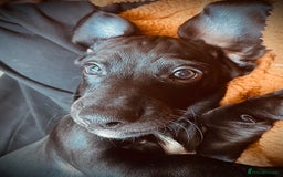 Mixed Breed dogs for sale: Black puppy with white strip on chest  - Image 8