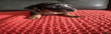 Dachshund 6