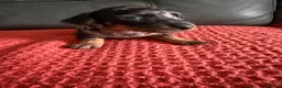 Dachshund dogs for sale: 7 Puppies Available  - Advert 9