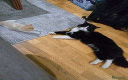 British Longhair cats for sale: 3 male kittens for sale  in Harrow - Image 13