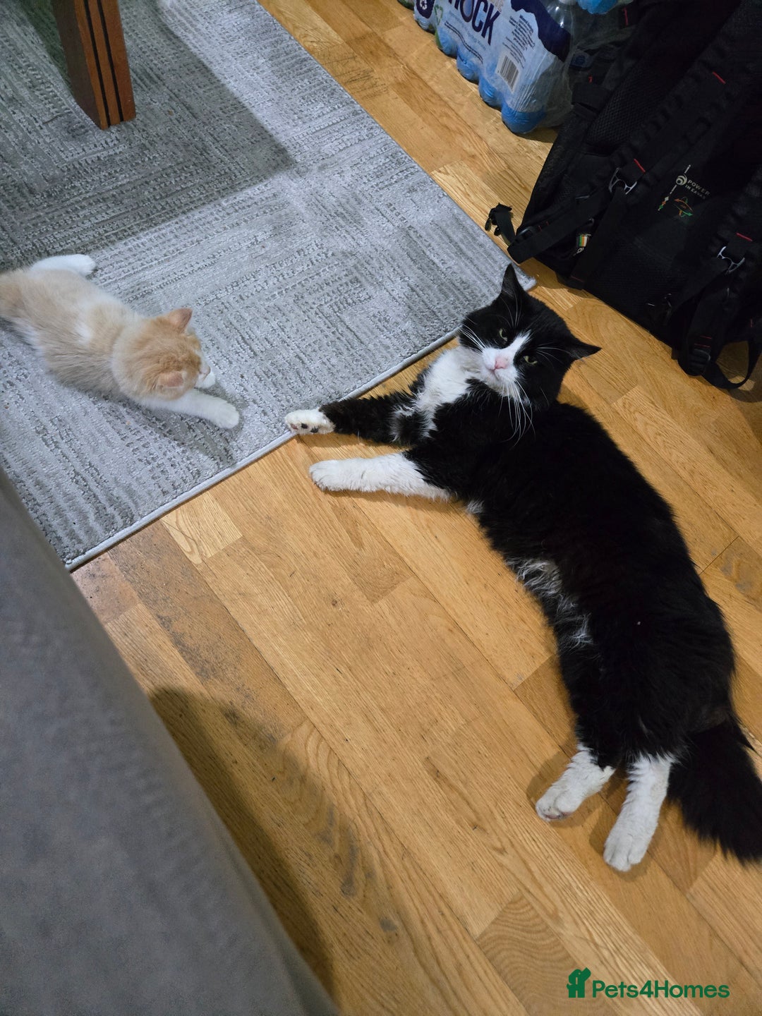 British Longhair cats for sale: 3 male kittens for sale  in Harrow - Image 13