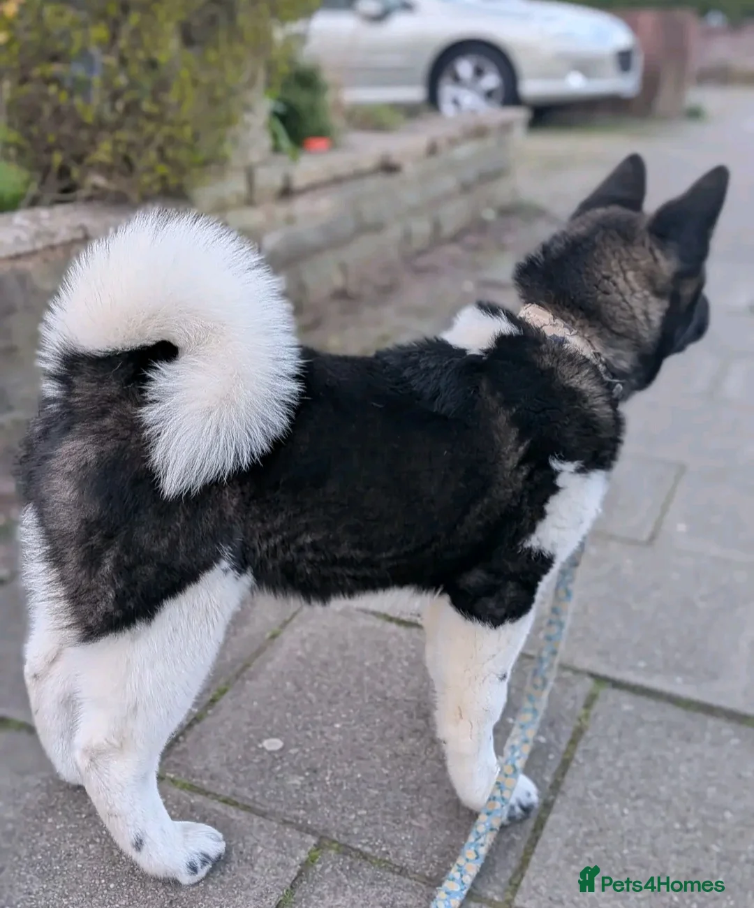 Akita dogs for sale: KC REGISTERED LAST FEMALE AKITA PUP  22 WEEKS OLD  - Advert 2
