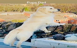 Golden Retriever dogs for sale: Exceptional Big kc puppies (licensed breeder) ⭐  - Image 10