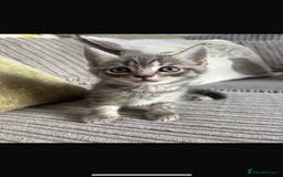 British Shorthair cats for sale: Beautiful British short hair cross kittens - Advert 9