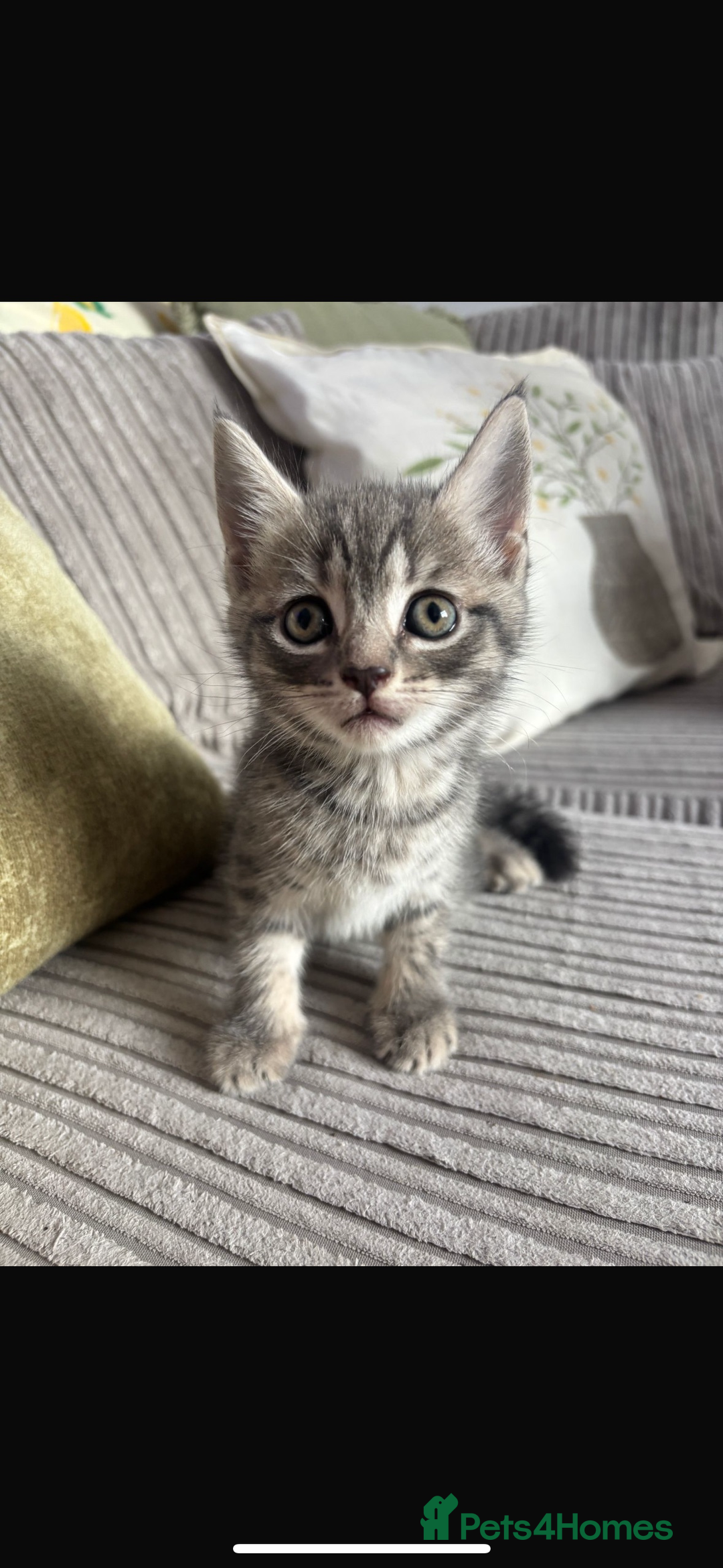 British Shorthair cats for sale: Beautiful British short hair cross kittens - Advert 9