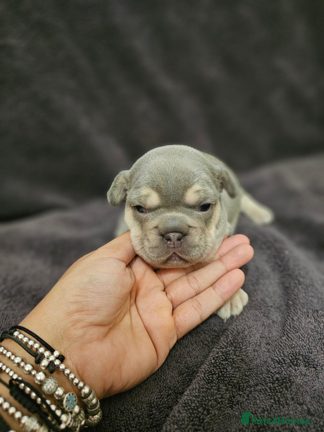 French Bulldog dogs for sale: French bulldog puppies - Advert 9