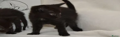 Kitten 3