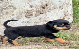 Rottweiler dogs for sale: Chunky Rottweiler puppies for sale  - Image 1