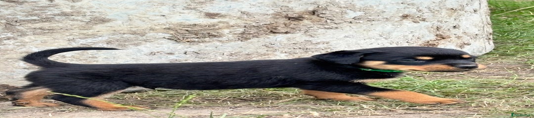 Rottweiler Puppy 2