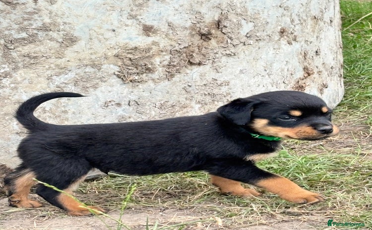 Rottweiler dogs - Advert 8