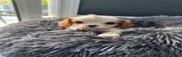 Cavalier King Charles Spaniel dogs for sale: Health tested Blenheim boys  - Advert 5