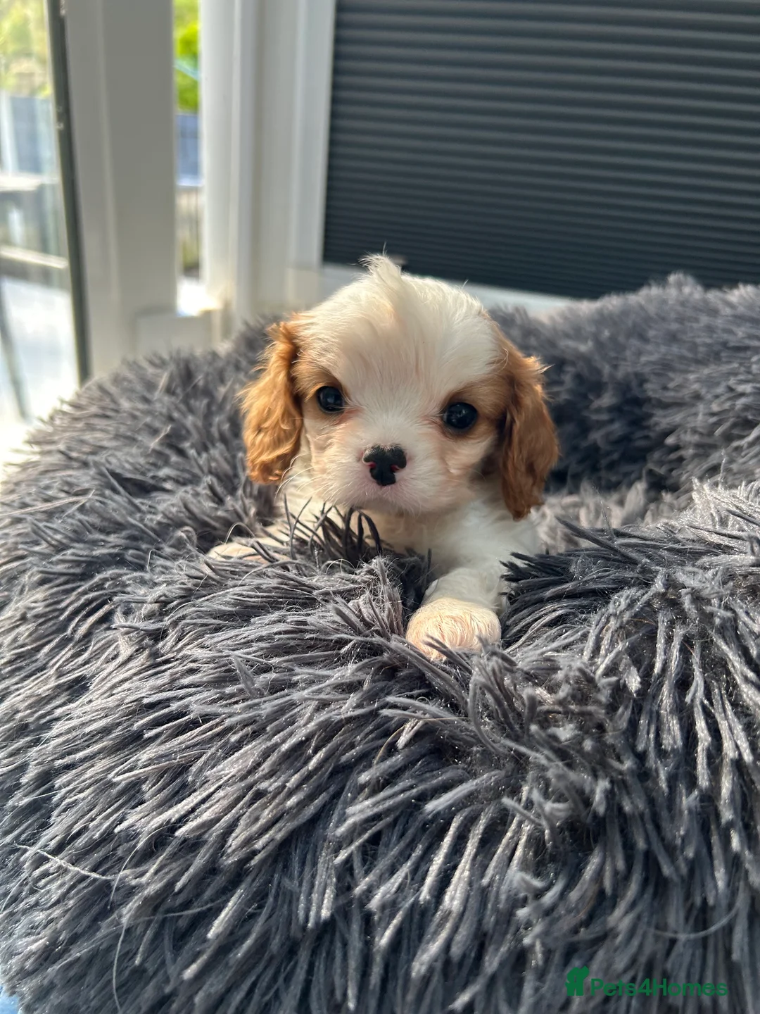Cavalier King Charles Spaniel dogs for sale: Ready to leave Health tested Blenheim boy  - Advert 12