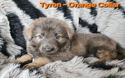 German Shepherd dogs for sale: 🔹️6 Health tested Pedigree gsp's available🔹️ - Image 3