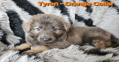 German Shepherd dogs - Advert 3