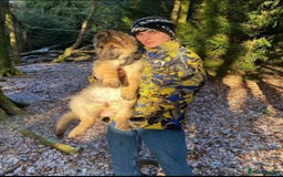 German Shepherd dogs for sale: German Shepherd For Adoption/Sale  - Image 7