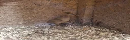 Ducks poultry for sale: Pure bred KHAKI CAMPBELL Ducklings for sale - Advert 4