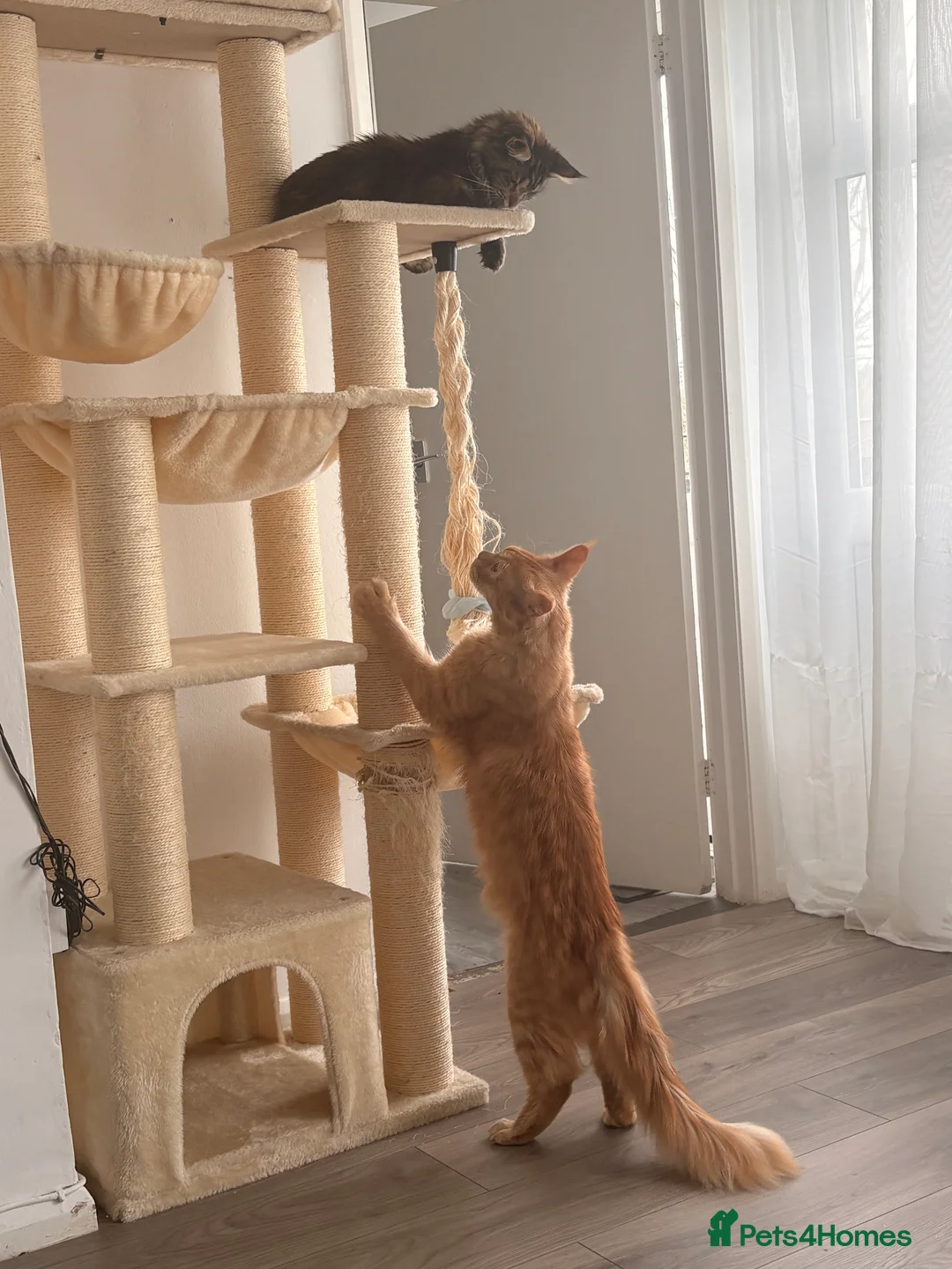 Maine Coon cats for sale: Maine coon boy  in Launceston - Advert 4