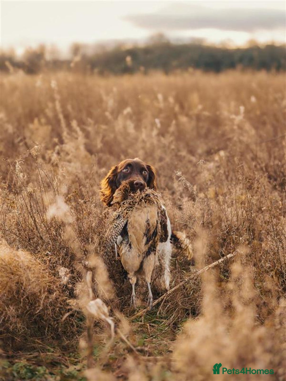 English Springer Spaniel dogs for sale: Working bred KC English Springer Spaniels puppies  - Image 30