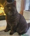 British Shorthair cats Stunning British Shorthair Stud – “Bear” - Advert 1