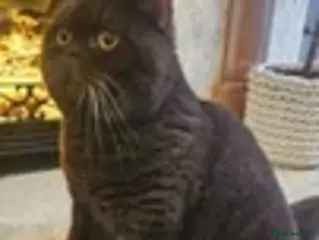 British Shorthair cats Stunning British Shorthair Stud – “Bear” - Advert 1