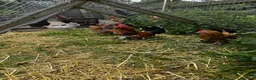 Chickens poultry for sale: POL Hens, Hatching eggs, and day old chicks  - Advert 4