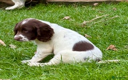 English Springer Spaniel dogs for sale: GAMEKEEPER BRED SPRINGER SPANIEL PUPS - Image 20