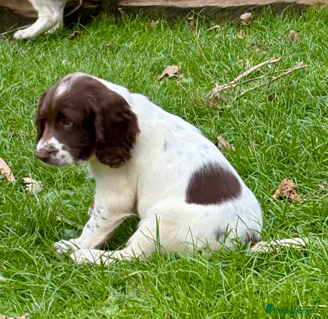 English Springer Spaniel dogs for sale: GAMEKEEPER BRED SPRINGER SPANIEL PUPS - Image 20