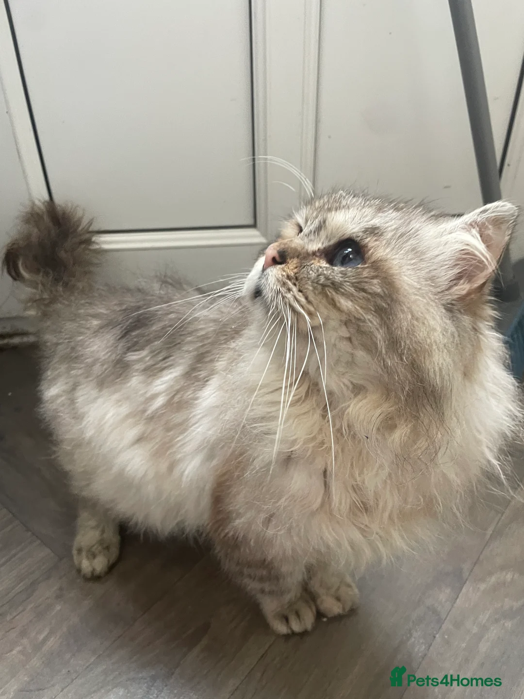 Ragdoll cats for stud: GCCF TABBY (Lynx) RAGDOLL STUD carrying choc  - Advert 3