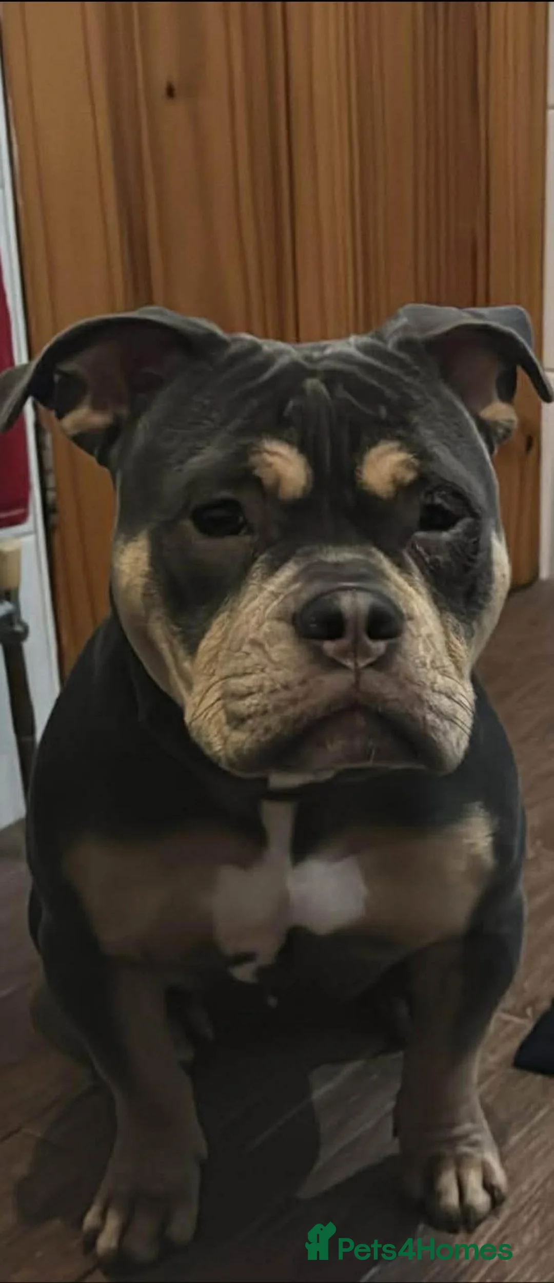 American Bully dogs for sale: Beautiful girl micro exotic bully  in Sheffield - Advert 3