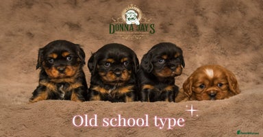 Cavalier King Charles Spaniel dogs - Advert 15