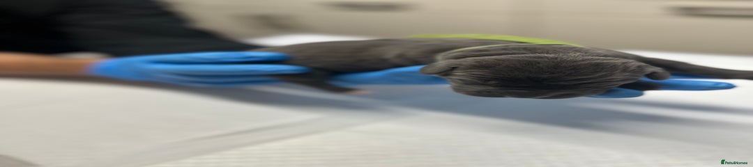 Cane Corso Puppy 6 - Male - Rex