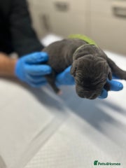 Cane Corso Puppy 6 - Male - Rex