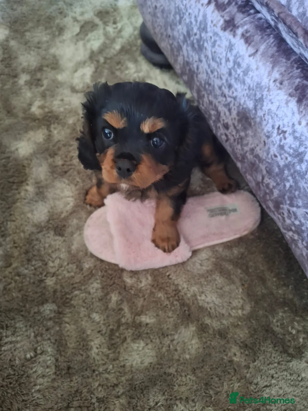 Cavalier King Charles Spaniel dogs for sale: King Charles Spaniel - Advert 2