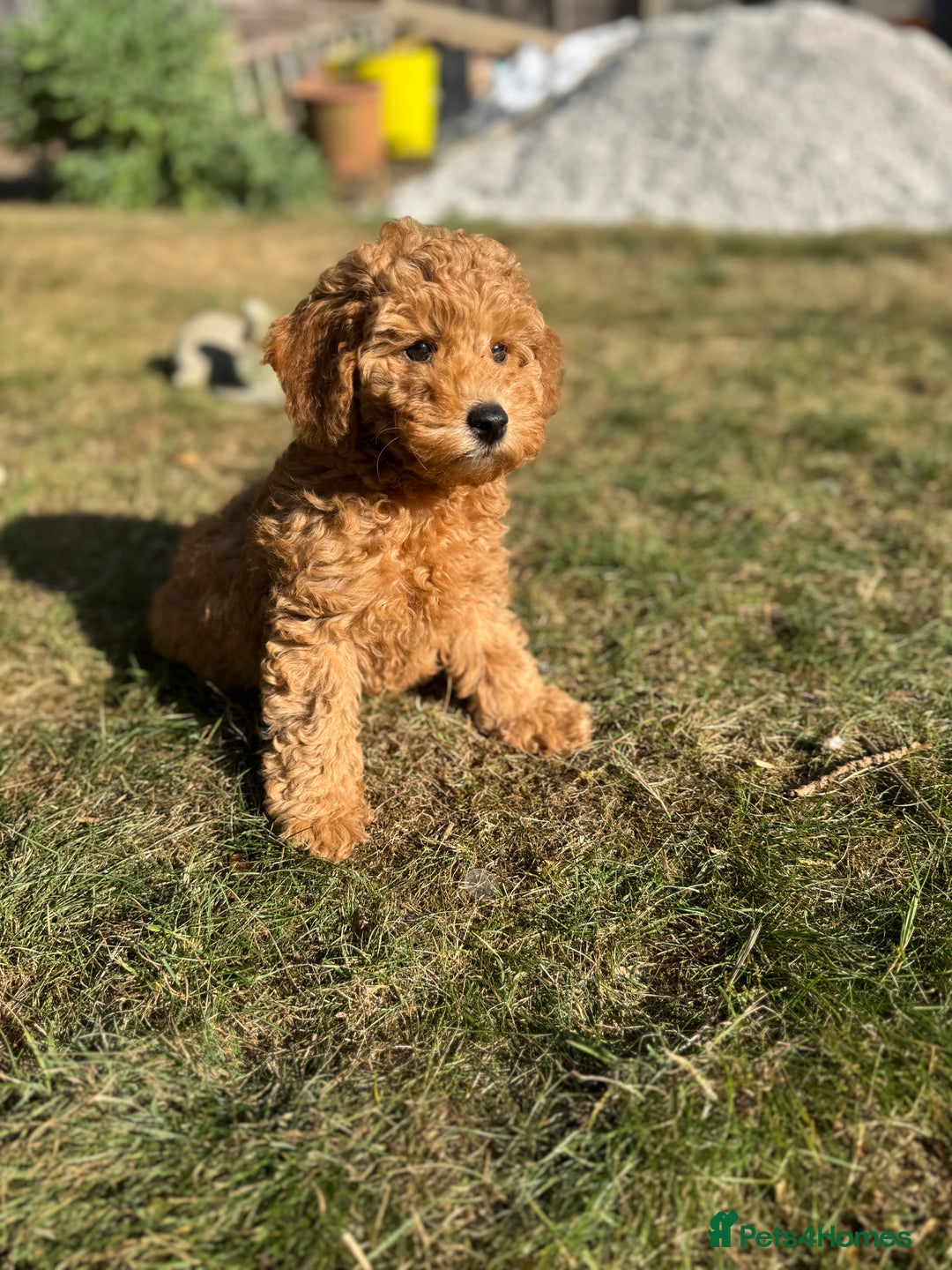Toy Poodle dogs for sale: 🐶 Toy Poodle Puppy Girl–Ready for the home! - Image 25