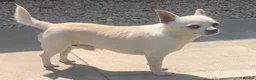 Chihuahua dogs for sale: Handsome 3-Year-Old Male Chihuahua in Salisbury - Advert 7