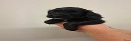 Cocker Spaniel dogs for sale: Black cocker spaniel puppies  - Advert 12