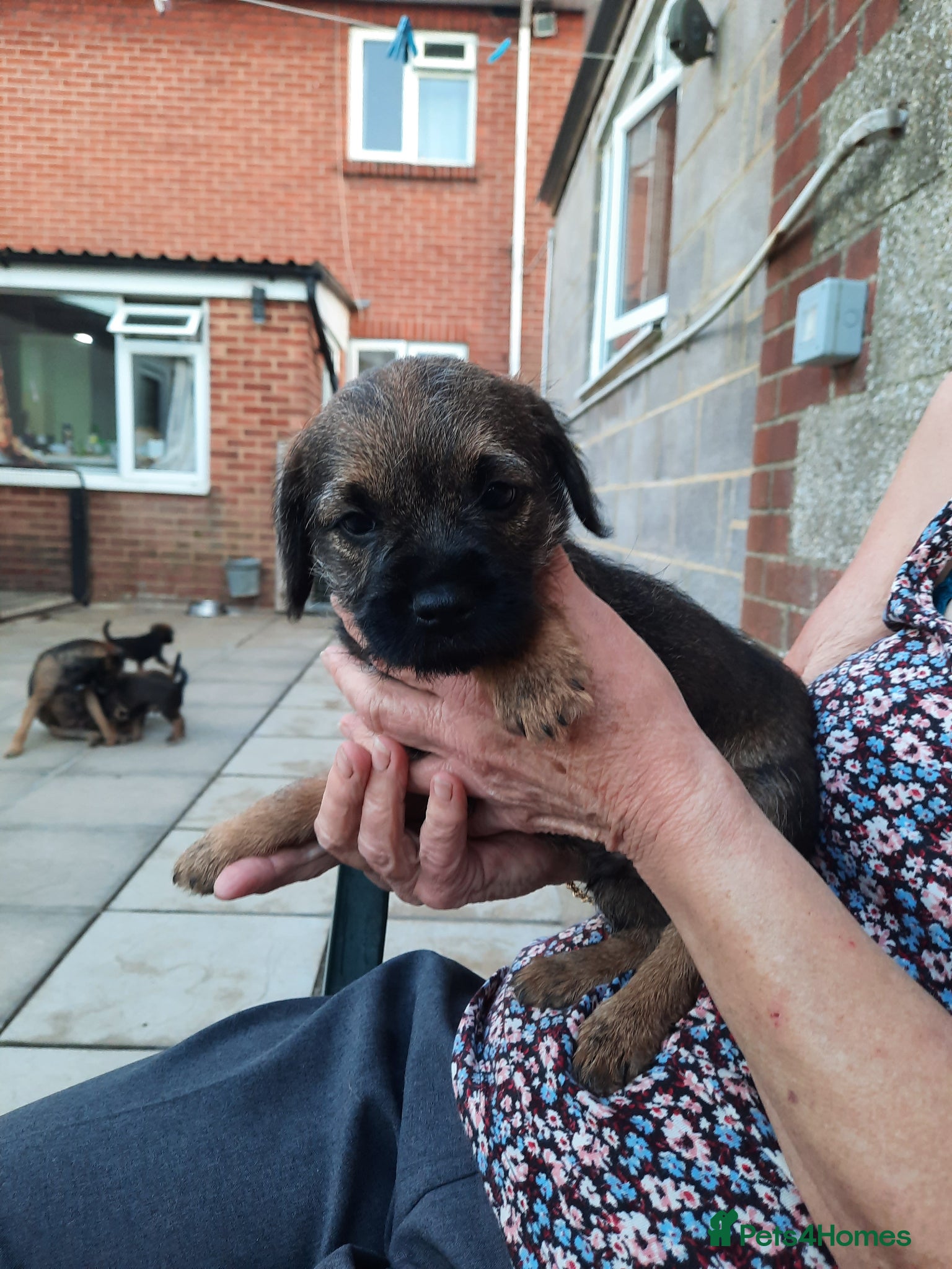 Border Terrier dogs for sale: border terrier puppies - Advert 4