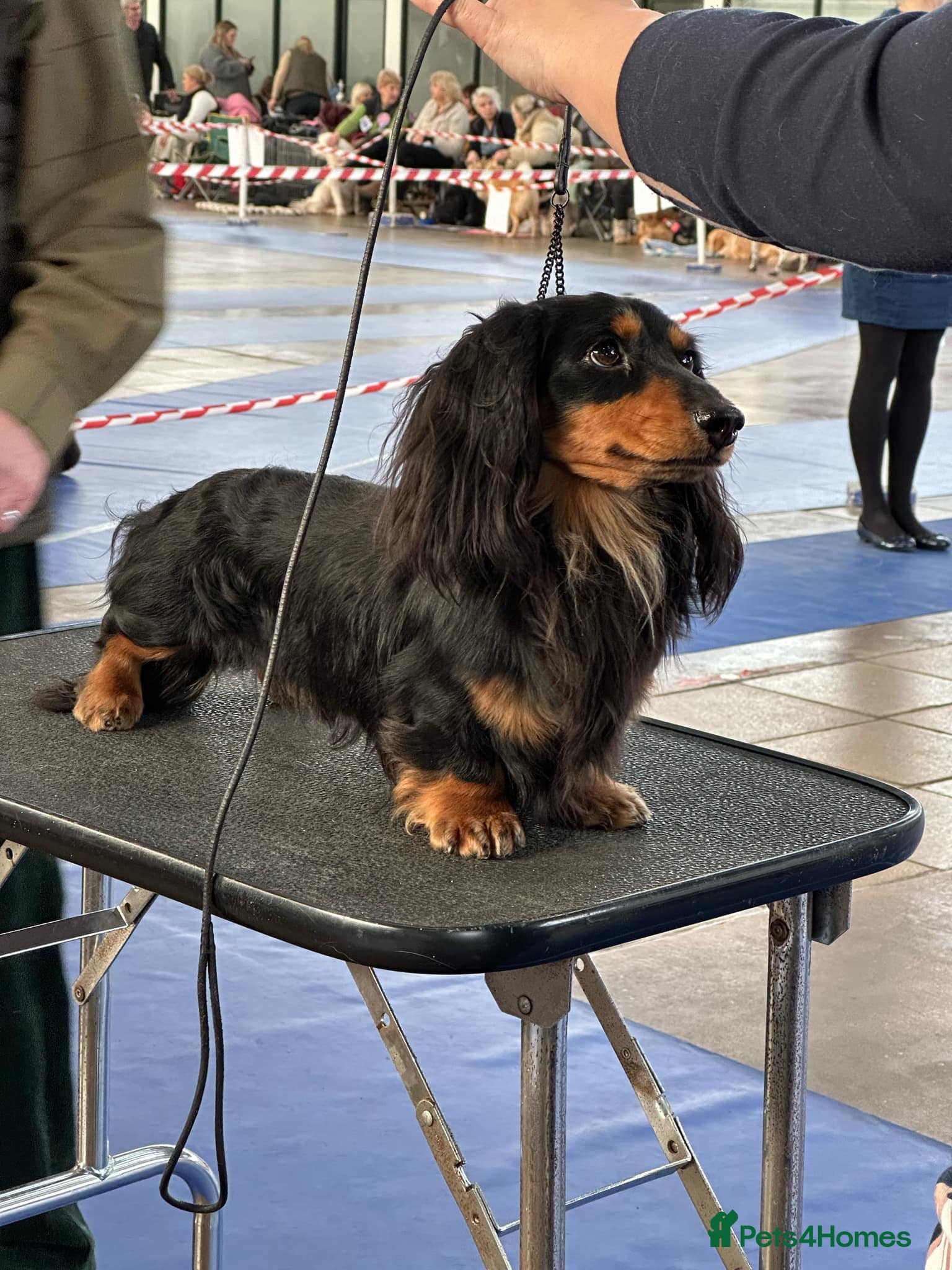 Dachshund dogs Quality miniature long hair dachshund for stud  in Saint Austell - Advert 2