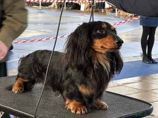 Dachshund dogs in Saint Austell - Advert 5