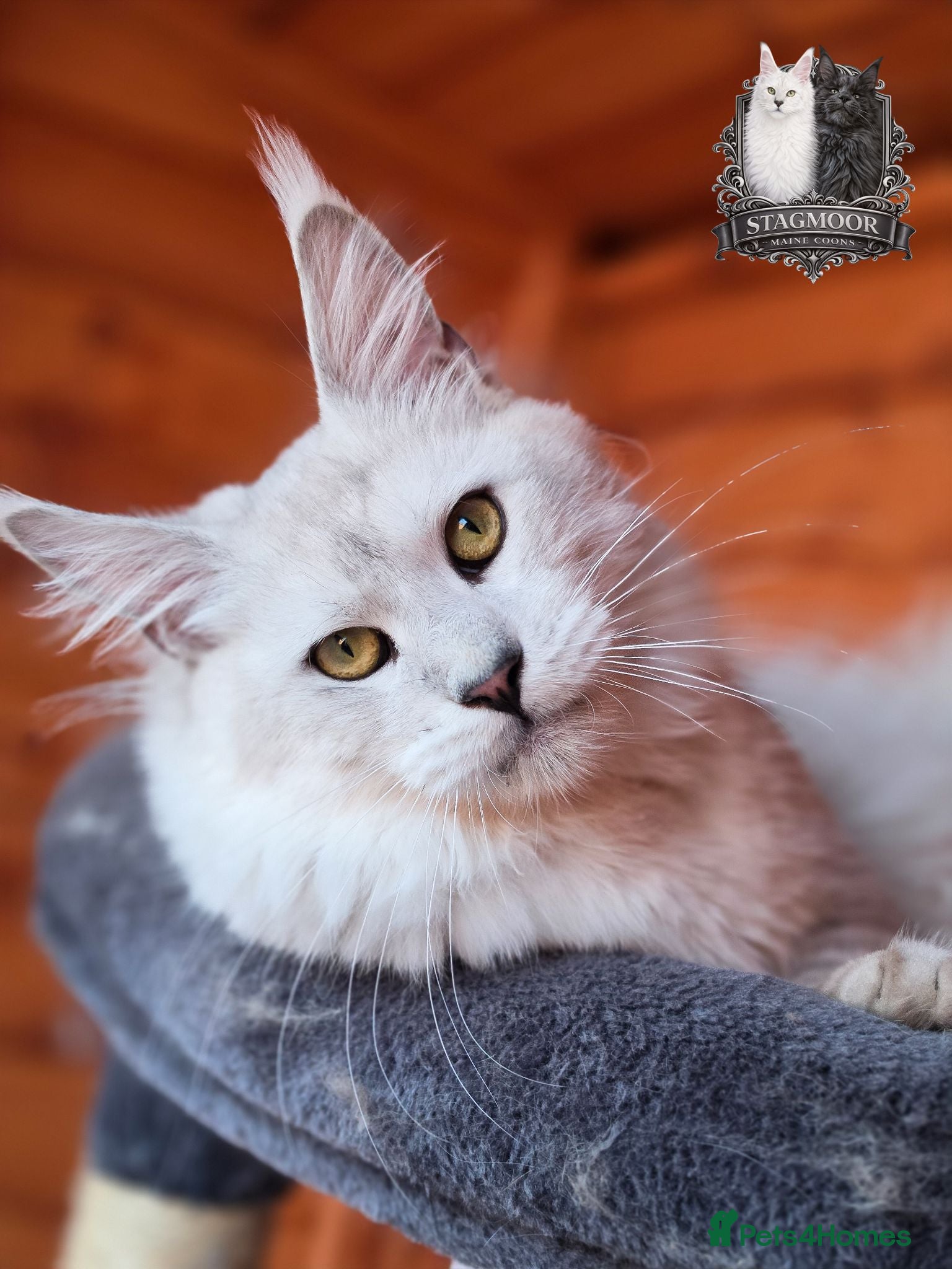 Maine Coon cats Black Silver Shaded Stud Imported from Bulgaria - Advert 1