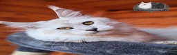 Maine Coon cats for stud: Black Silver Shaded Stud Imported from Bulgaria - Advert 1